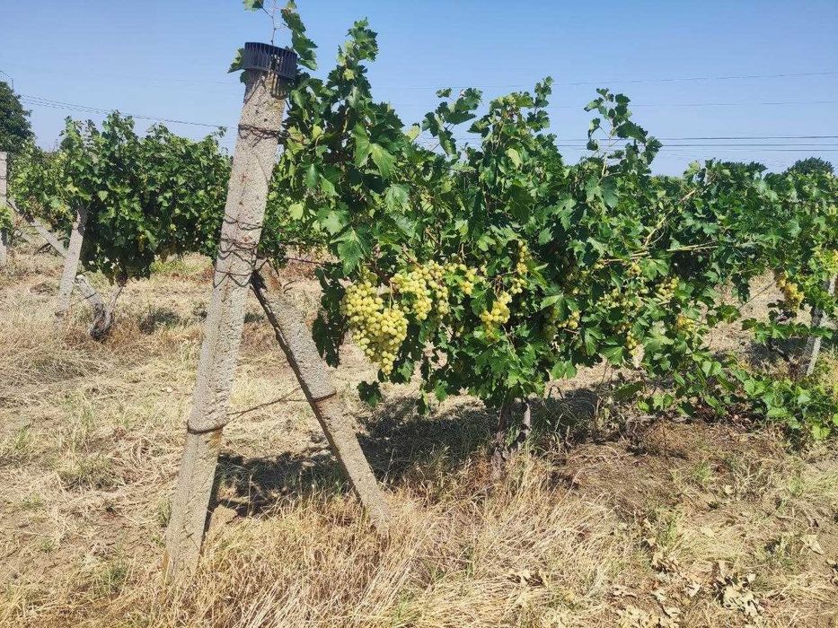 Продавам грозде - сорт Супер Ран Болгар ( за ракия)