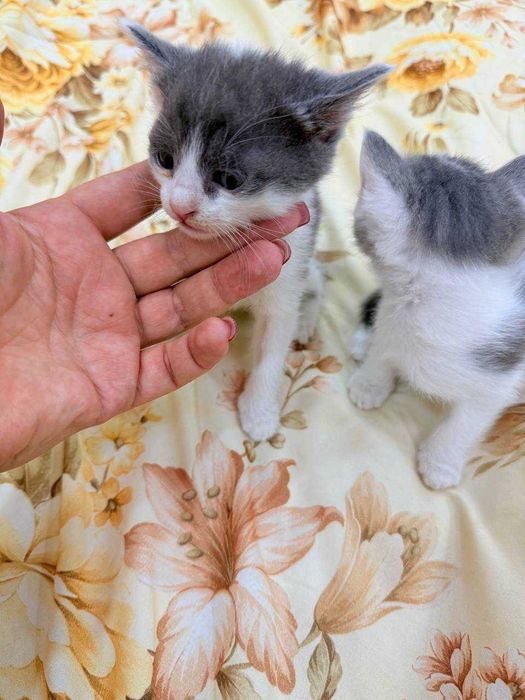Отдам котят в добрые и ответственные руки