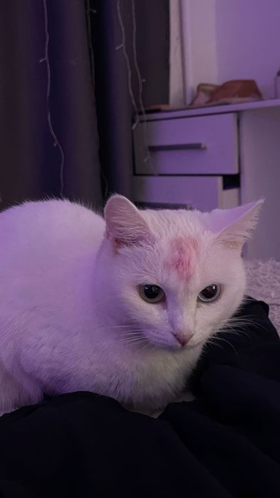 Игуро ищет свой дом