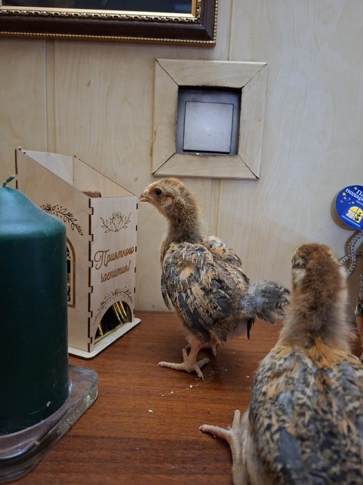 Продам цыплят Кучинская Юбилейнач