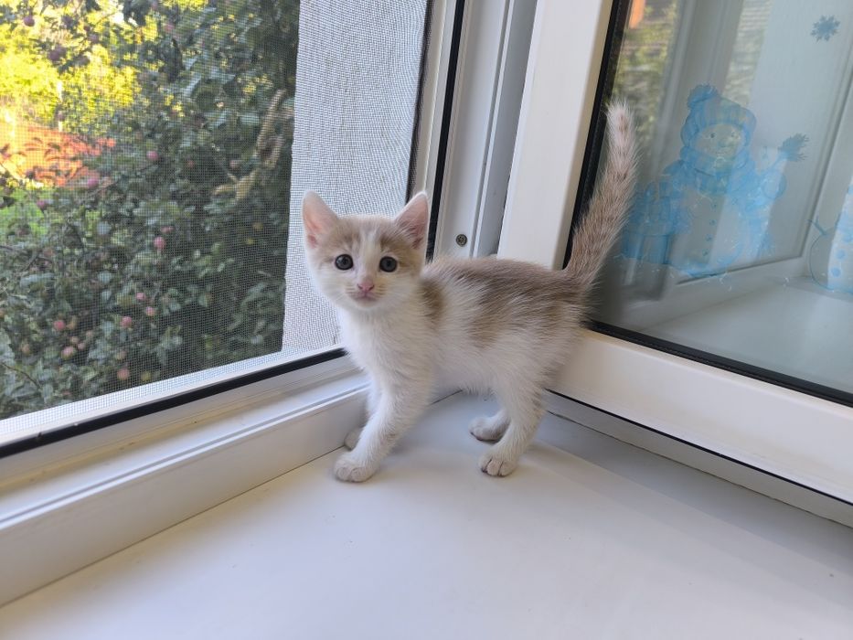 Отдам в добрые руки милого котенка мальчика