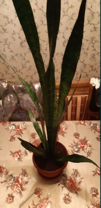 Продом цветок-Сансевиерия.