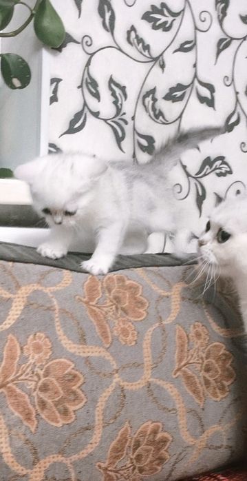 Британские котята из Проф.Питомника