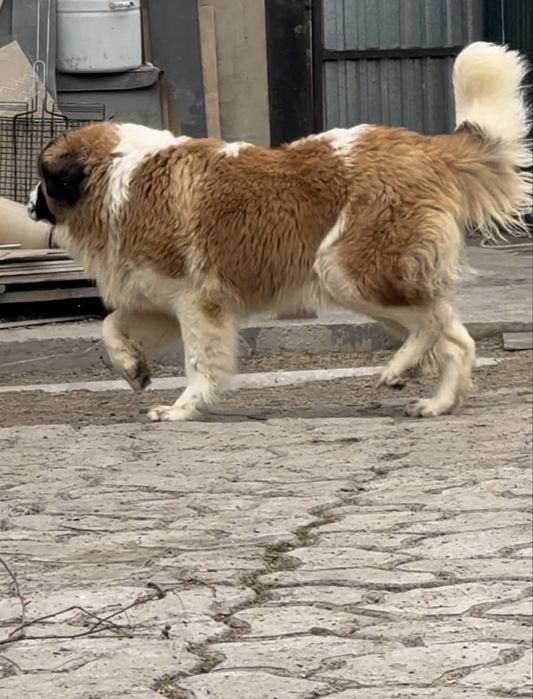 Московская сторожевая.