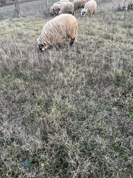 Berbeci tinerii si carlanii