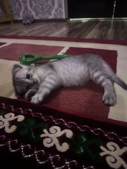 Вислоухий котенок, в добрые ручки