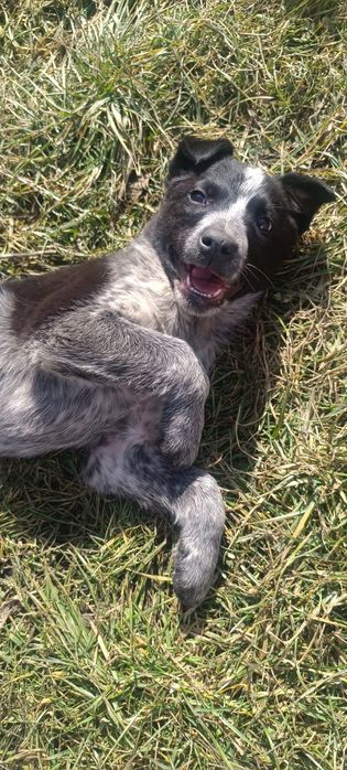 Щенка в добрые руки