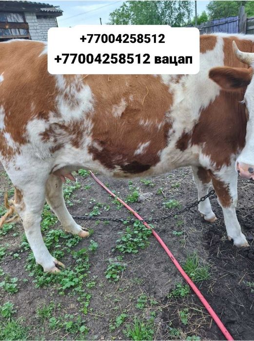 Есть на продажу Корова с телёнка