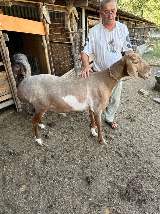 Koy parodasi: Arashan (kirgiziston)  Баран порода: Арашан (Киргизистан