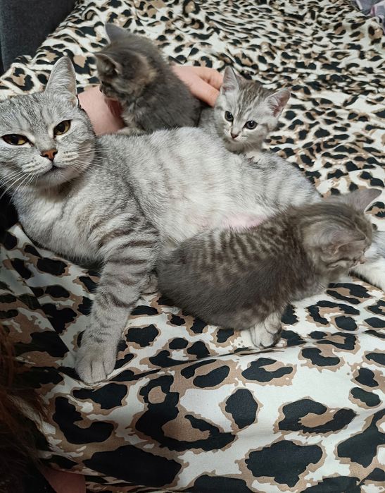 Продам Шотландских кошечек Whiskas