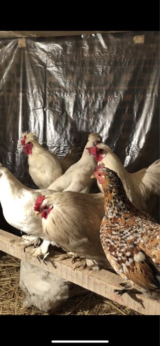 Японскийлер сатылады