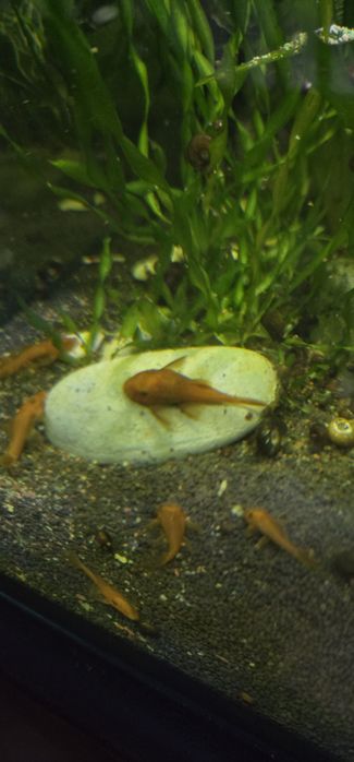 Анцитрус Super Red продам молодь