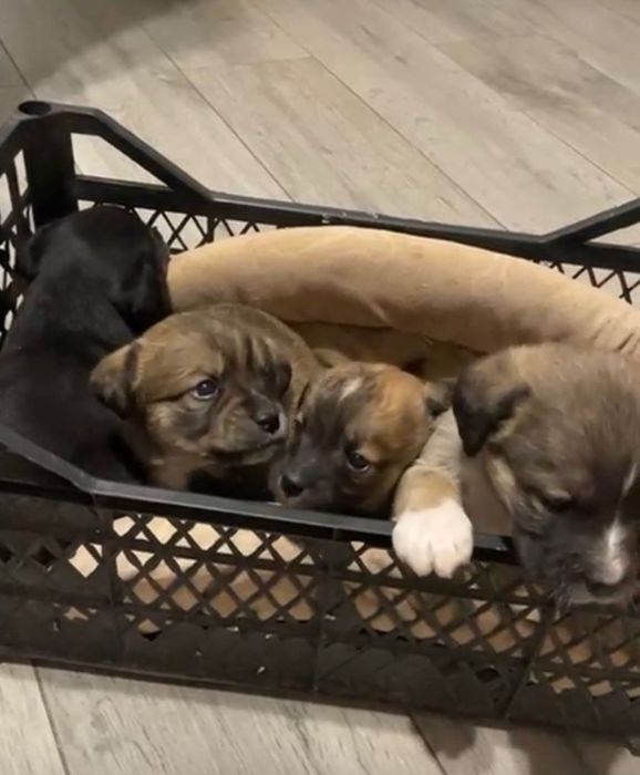 Donez cățeluși talie mică