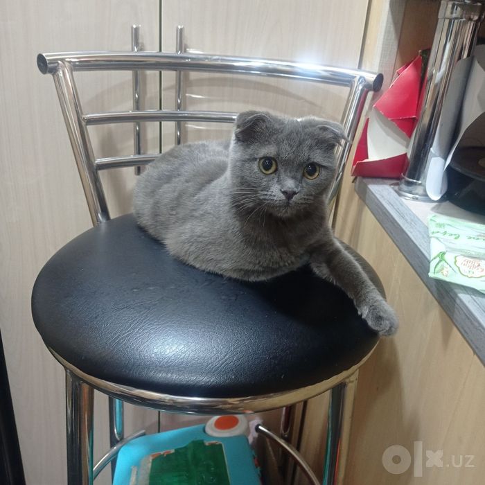 Продаётся котёнок