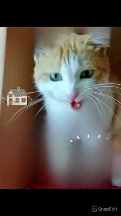 Подкинули кошку. Ищем кошечке дом!