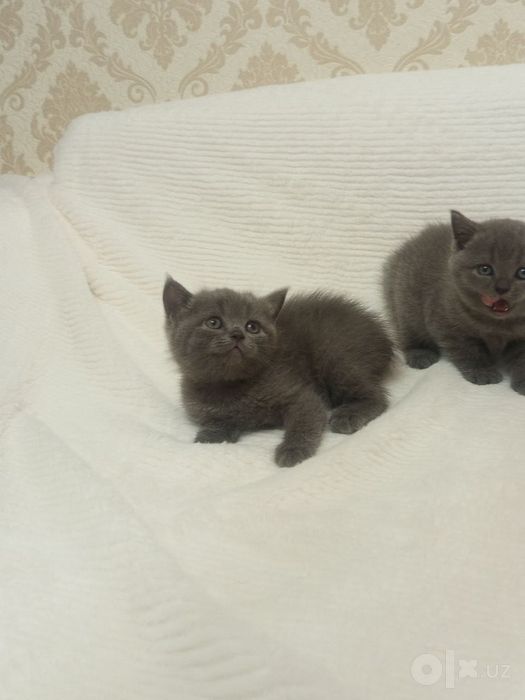 Продаю котят Скоттиш страйт