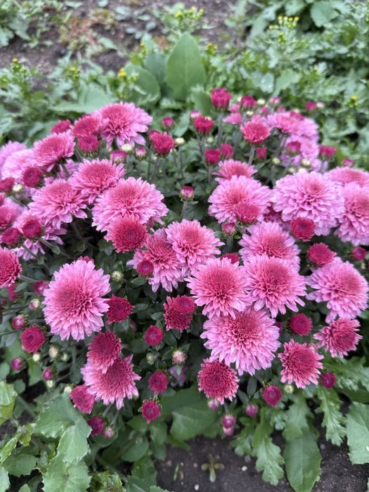 Хризантема мультифлора, корейская срезочная