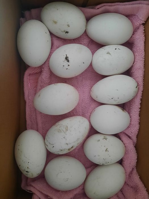 De vânzare  oua de gâscă