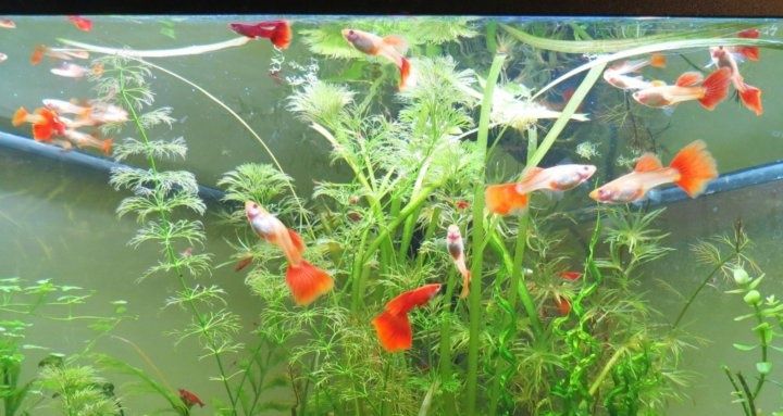 Гуппи фулл ред альбино