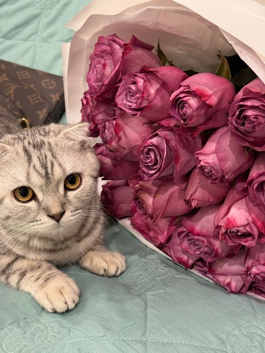 Продам Шотландского вислоухого кота