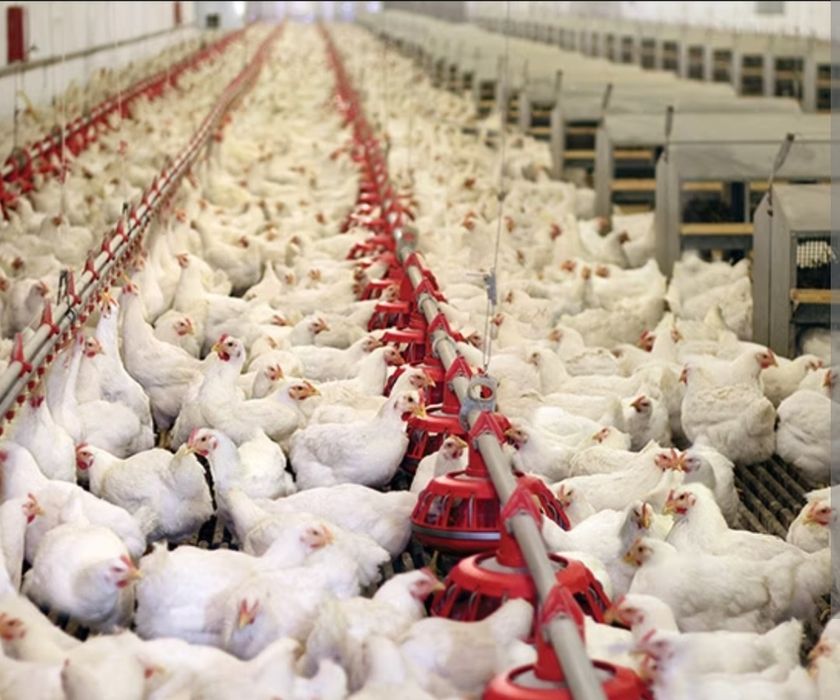 Курица бройлерные