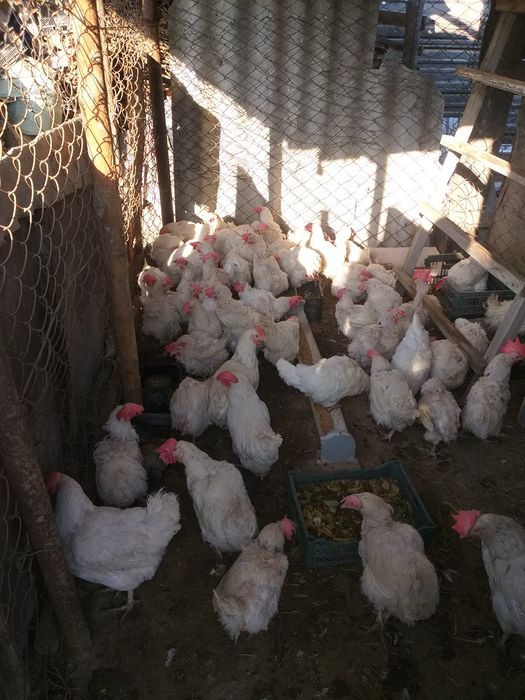 Куры несушки продам