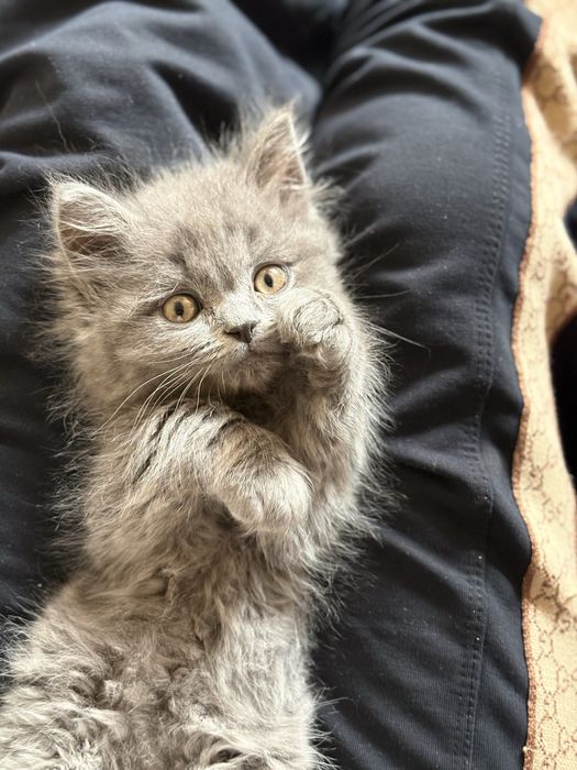 британцы отец и сын