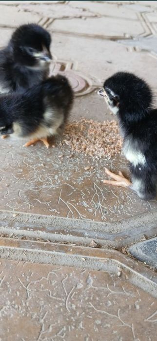 Gigant Qora Shahzoda Joʻjalari Sotuvda — Sog‘lom va Sifatli!