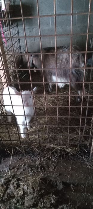 Capra Alpina franceza cauta un nou stăpân!