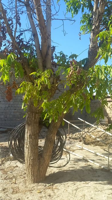 Daraxt sotiladi kesib opketishga