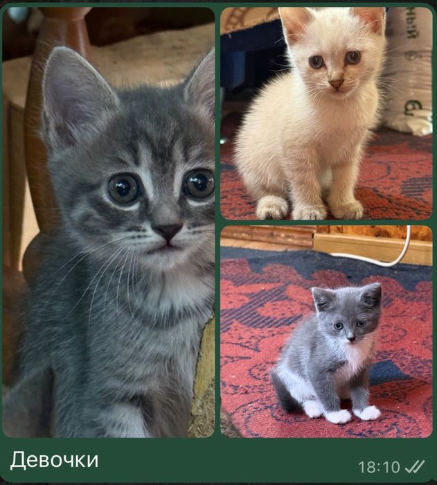 Домашние котята
