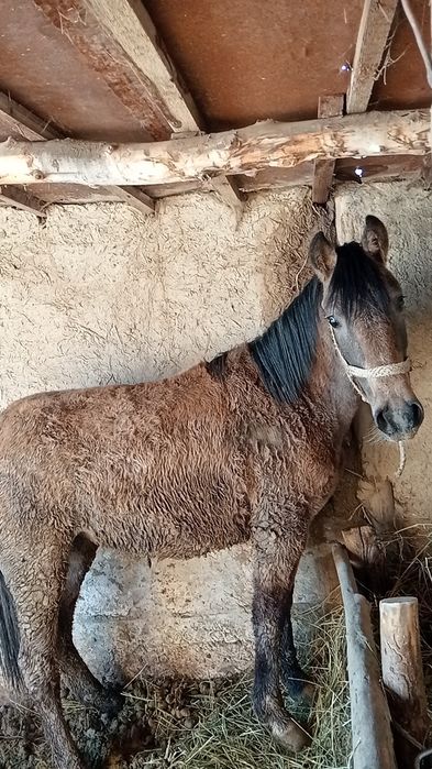 Гарантия жирны 100%