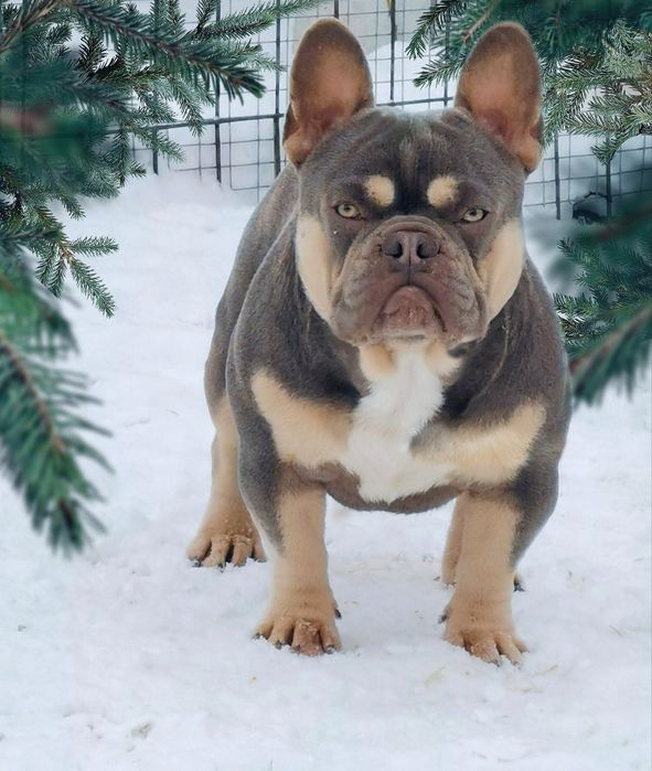 Французский бульдог