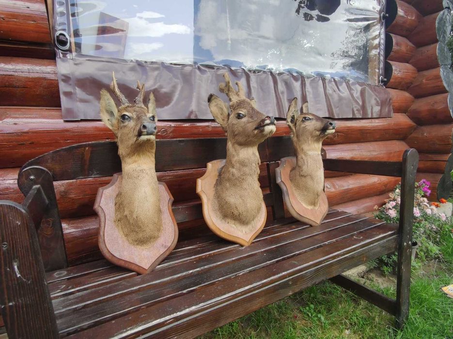 Bust căprior naturalizat