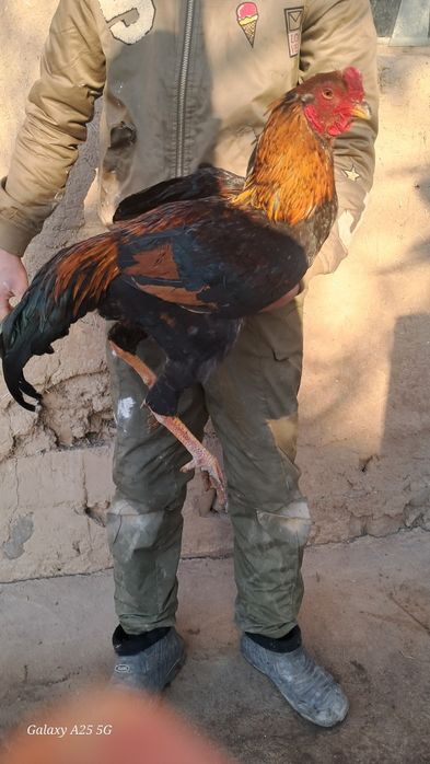 Dakan xoroz sotiladi