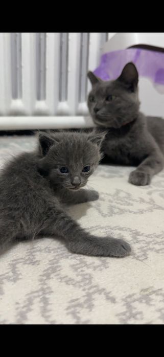 Продам породистых котят