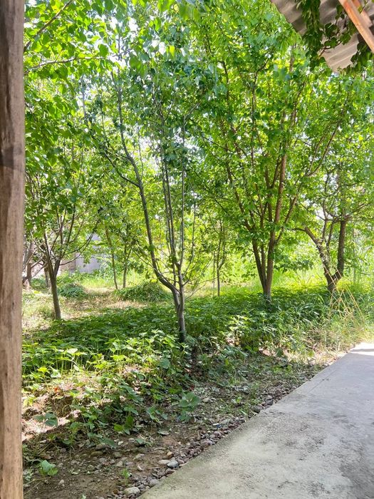 Dacha toytepa 6 sotix srochna