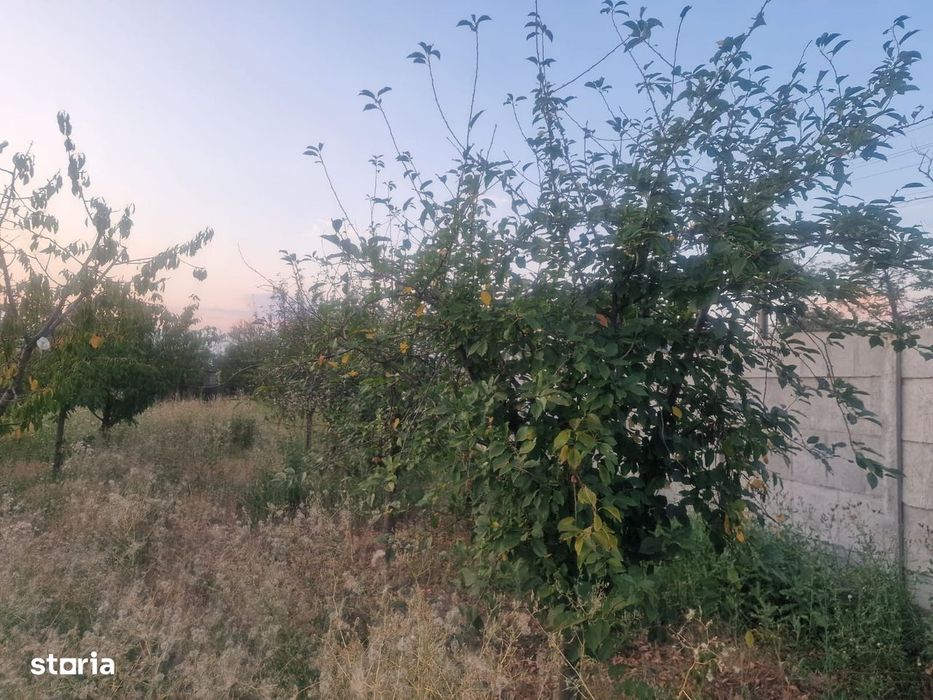 Teren Intravilan De Vânzare – Robănești, Dolj | 5.000 Mp