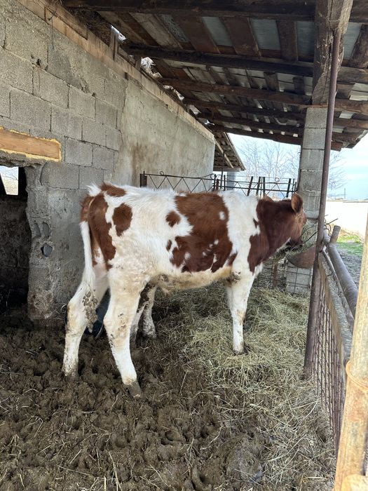 Vand tauras de 11 luni