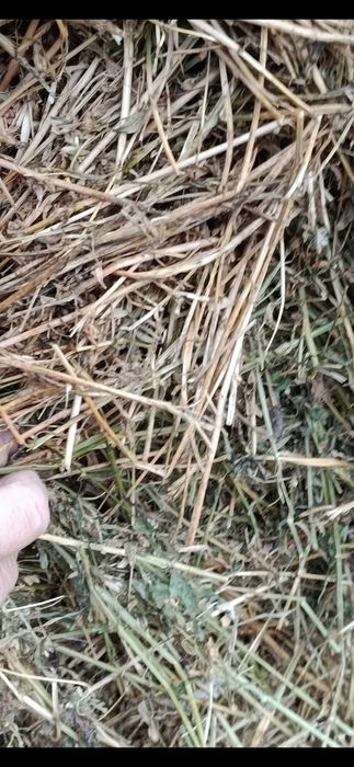 Baloti fan drept.cate 500.Rotunzi min.40.Lucerna sau fan.La TIR>RO>UE