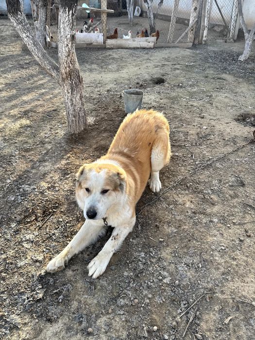 Қазақы алабай 1 жылдық