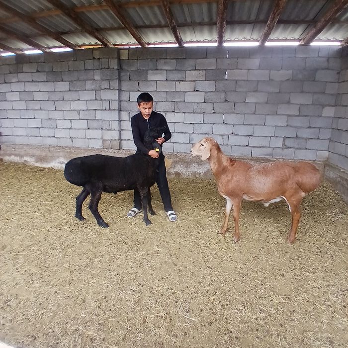 Кошкар баран гиссар