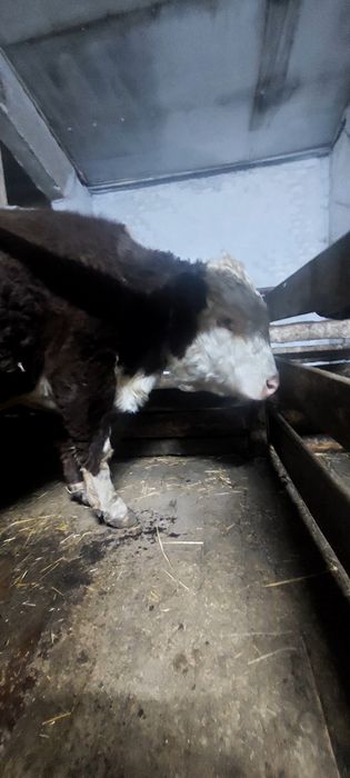 Продаётся породистый племенной бык