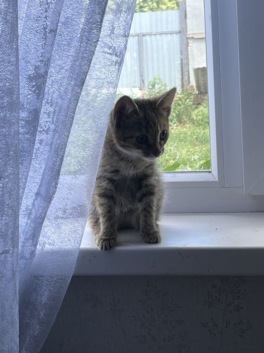 Котенок. Срочно. Отбили у собак.