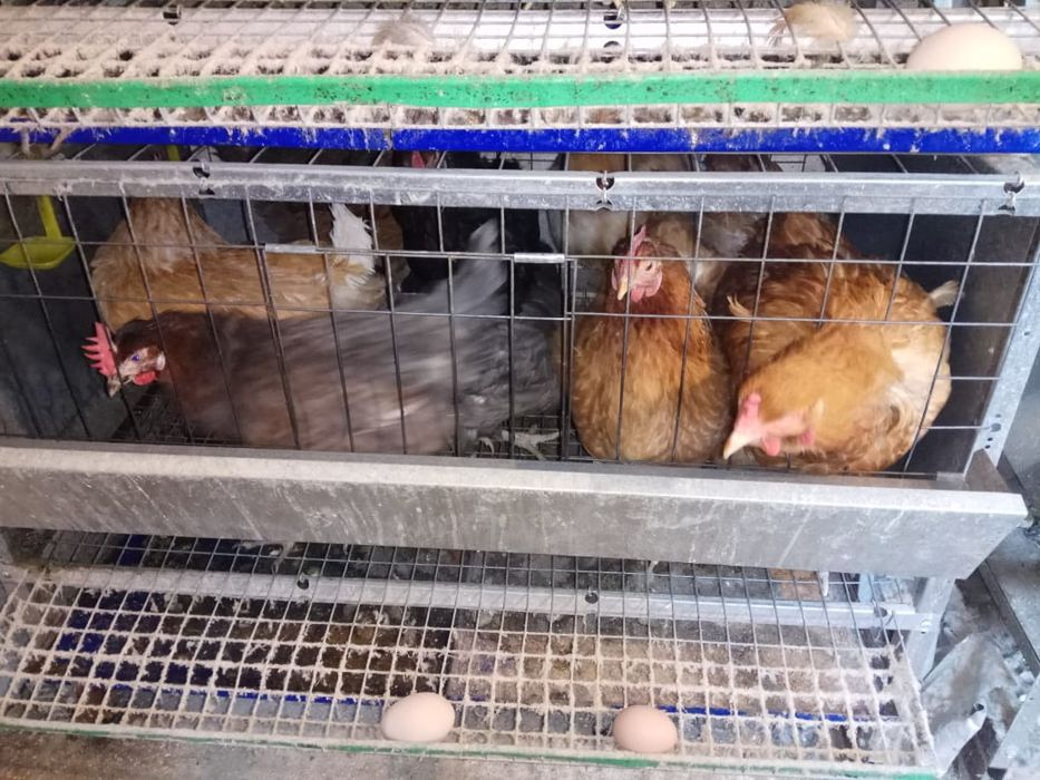 Яйцо куриное домашнее