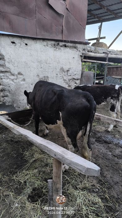 Сигирларни сотамиз келишилган ҳолда