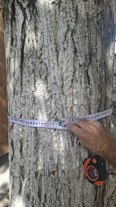 Ёнгок дарахти сотилади