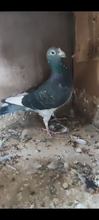 Porumbei concurs cu origini