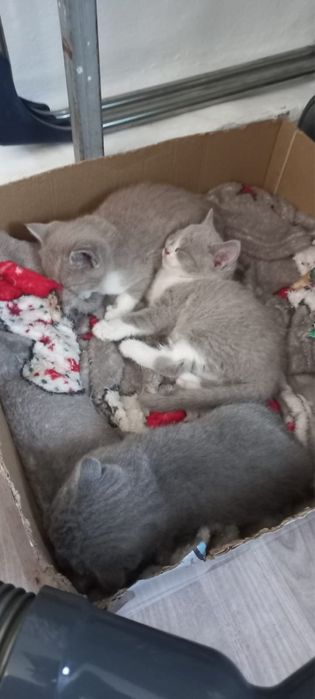Британские котята