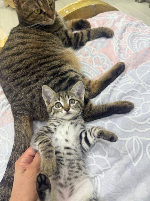 Отдам в добрые руки котята